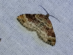 Xanthorhoe spadicearia