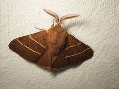 Macrothylacia digramma