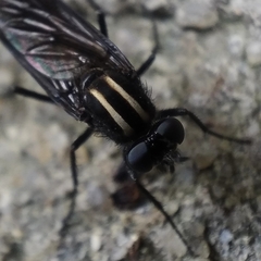 Thereva albovittata