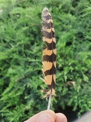 Phalaenoptilus nuttallii