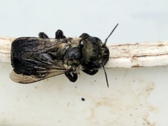 Osmia bucephala