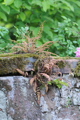 Corydalis cheilanthifolia