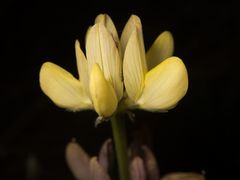 Lupinus gredensis