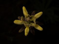 Lupinus gredensis