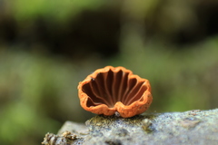 Anthracophyllum discolor