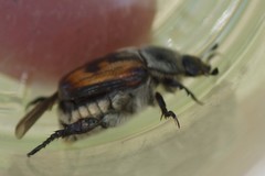 Anisoplia austriaca