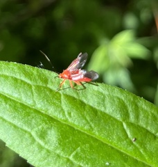 Coccobaphes frontifer