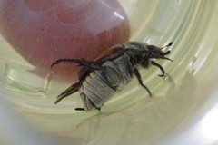Anisoplia austriaca