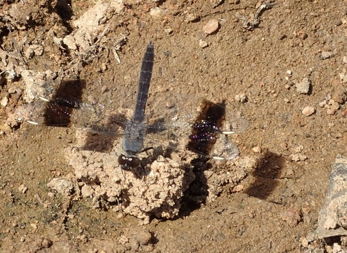 Southern Banded Groundling