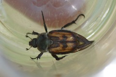Anisoplia austriaca