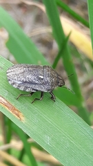 Eurygaster testudinaria