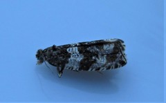 Olethreutes fasciatana