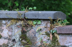 Corydalis cheilanthifolia