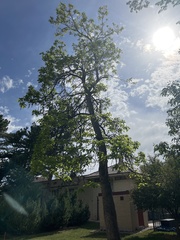 Catalpa speciosa