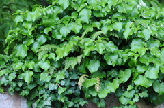 Corydalis cheilanthifolia