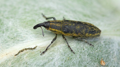 Lixus cardui