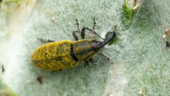 Lixus cardui