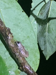 Diasporus diastema