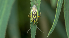 Brachycoleus decolor