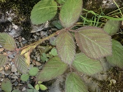 Rubus dasyphyllus
