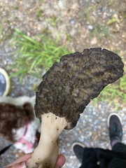 Morchella importuna