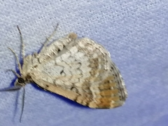Xanthorhoe spadicearia