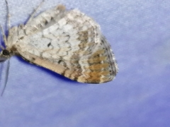 Xanthorhoe spadicearia