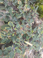 Datura wrightii