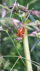 Rhagonycha fulva