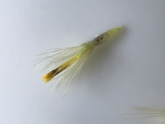 Lessingia pectinata tenuipes