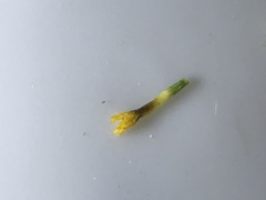 Lessingia pectinata tenuipes