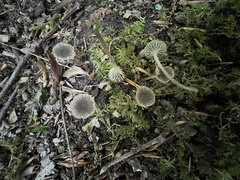 Hydropus praedecurrens