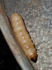 Eichlinia cucurbitae