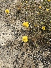 Lessingia pectinata tenuipes