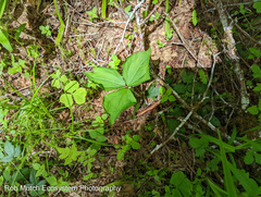 Trillium ovatum