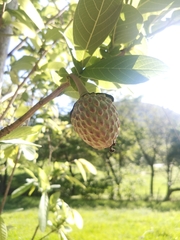 Annona macroprophyllata