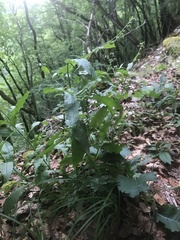Cynoglossum germanicum