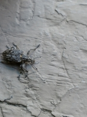 Ithycerus noveboracensis
