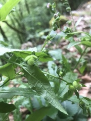Cynoglossum germanicum