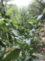 Cynoglossum germanicum