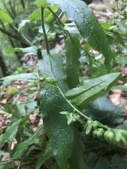 Cynoglossum germanicum