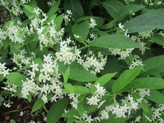 Vincetoxicum ascyrifolium