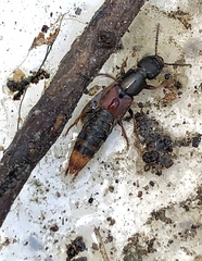 Platydracus cinnamopterus