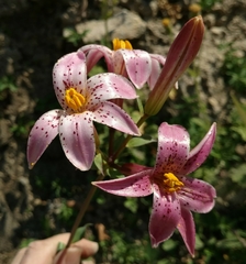 Lilium rubescens
