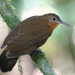 Ovenbirds and Woodcreepers - Photo (c) Jose Hugo Martínez Guerrero, some rights reserved (CC BY-NC), uploaded by Jose Hugo Martínez Guerrero