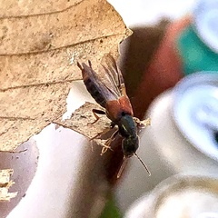 Platydracus cinnamopterus