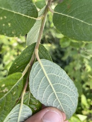 Salix caprea
