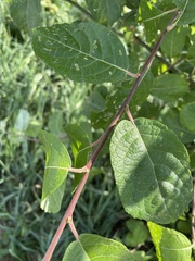Salix caprea