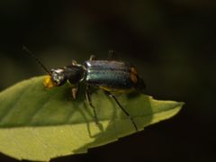 Clanoptilus