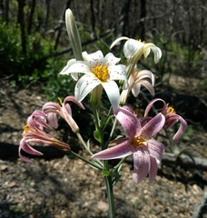 Lilium rubescens